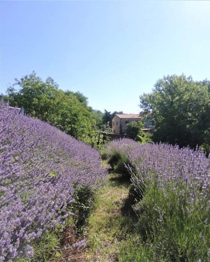Le Ginestre Apartments Assisi Bagian luar foto